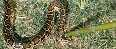 Das-Geheimnis-der-Lederschlinge  (5).JPG