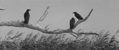 Onibaba (2).JPG
